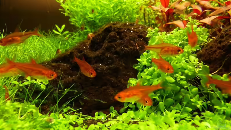 Aquarien mit Hyphessobrycon amandae (Feuertetra)