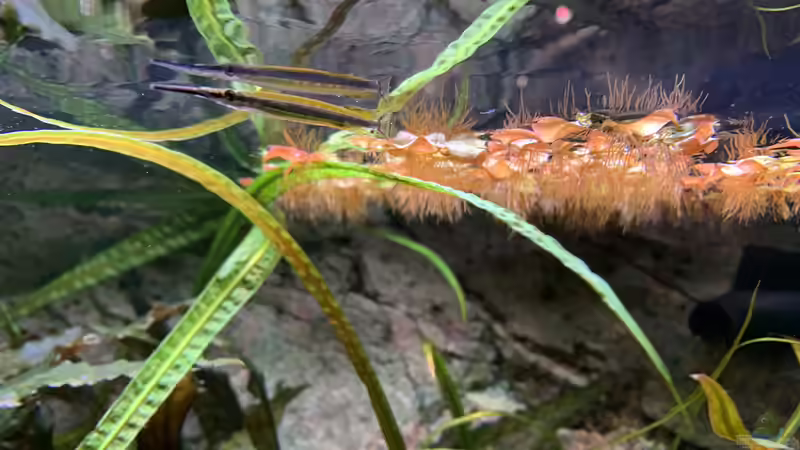 Phyllanthus fluitans im Aquarium oder Teich (Einrichtungsbeispiele mit Schwimmende Wolfsmilch)