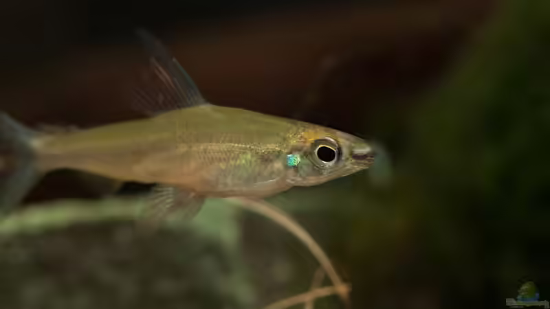 Monostichodus lootensi im Aquarium halten (Einrichtungsbeispiele für Monostichodus lootensi)