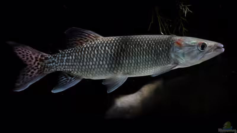 Hepsetus odoe im Aquarium halten (Einrichtungsbeispiele für Afrikanische Hechtsalmler)