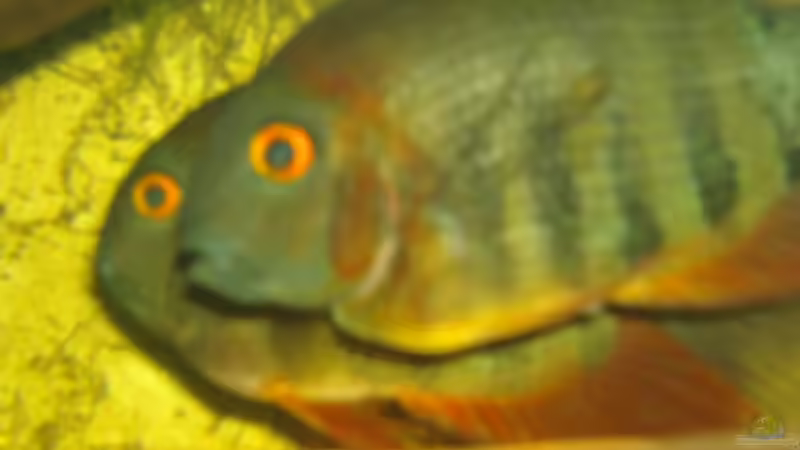 Aquarien mit Heros efasciatus (Rotkeil-Augenfleckbuntbarsch)