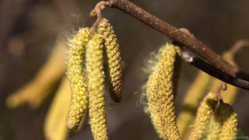 Heuschnupfen: Welche Pflanzen solltest du nicht in deinem Garten haben?
