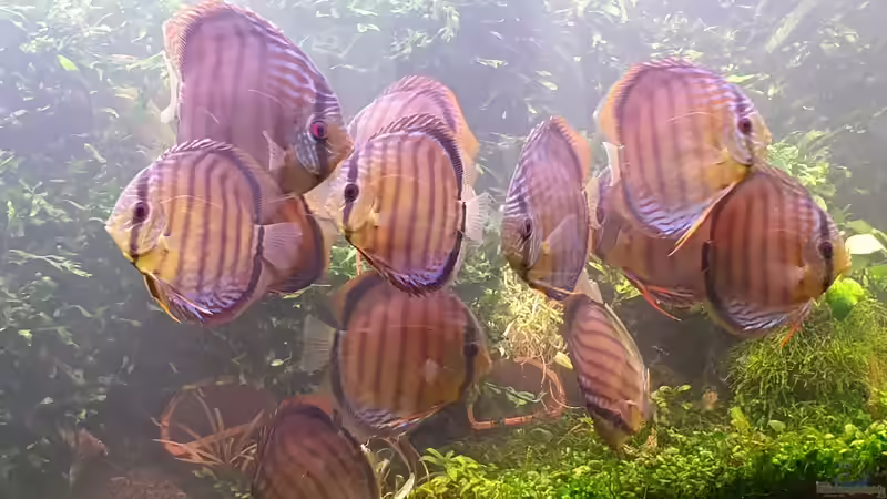 Hier ist die Rasselbande Hier ist die Rasselbande