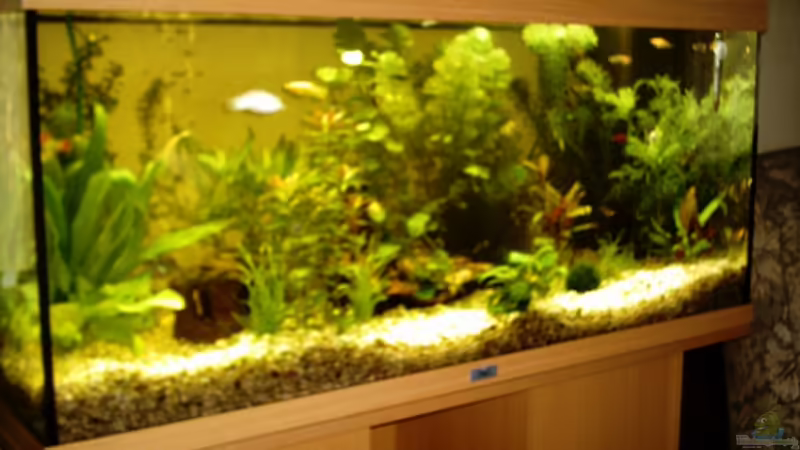 Hier ist mein Aquarium von der linken Seite betrachtet! Hier ist mein Aquarium von der linken Seite betrachtet!