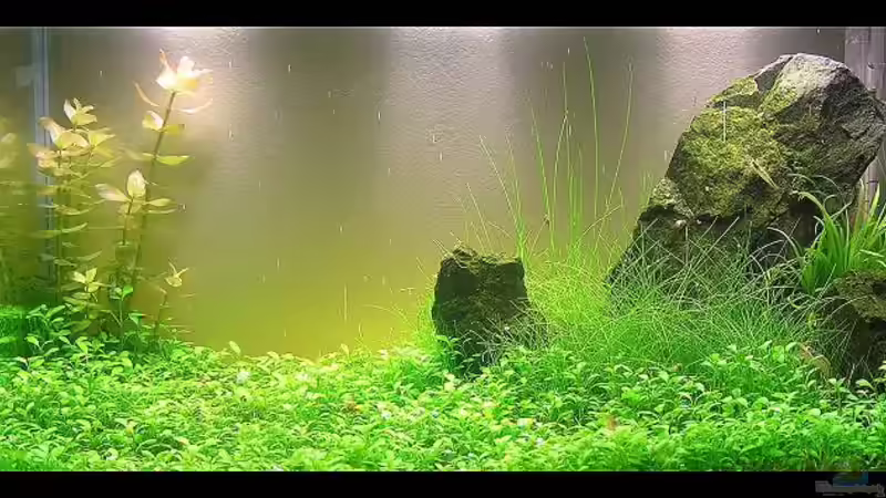 Hier noch ein letztes Bild bevor das becken platt gemacht wird und neu getsaltet wird Hier noch ein letztes Bild bevor das becken platt gemacht wird und neu getsaltet wird