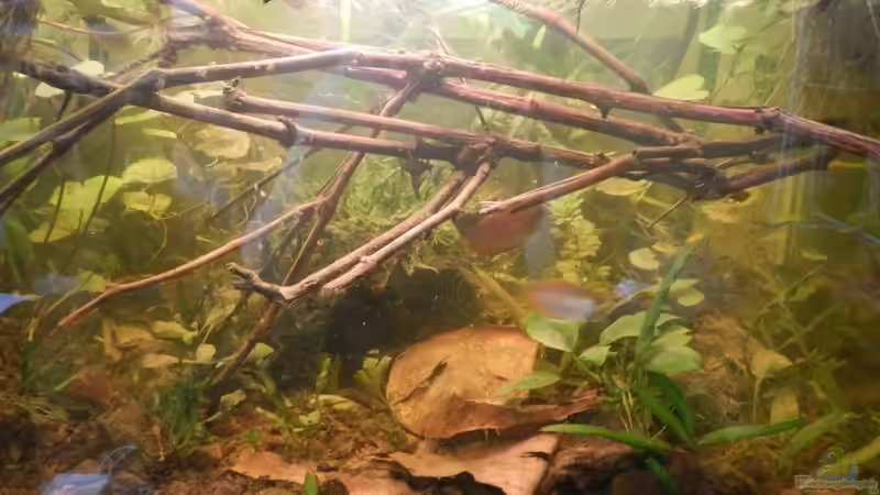 Honiggurami II Honiggurami II