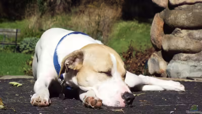 Hund und Gartenteich - Was ist zu beachten?