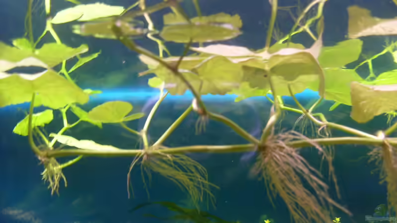 Aquarien mit Hydrocotyle sibthorpioides (Kleinblättriger Wassernabel)