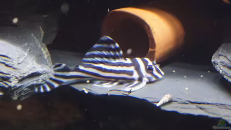 Aquarien mit Hypancistrus zebra (L 46)