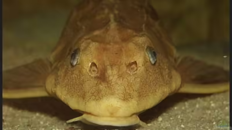 Aquarien für Hypostomus plecostomus (Saugmaulwels)