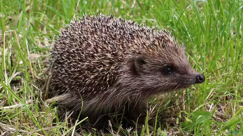 Igel im Winterschlaf: Ein Schlafzauber im heimischen Garten