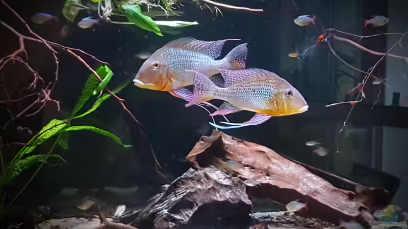 Im Fokus: Erdfresser aus Südamerika