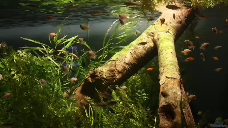 Immer auf Vorrat: Welche Ersatzteile Aquarianer zuhause haben sollten