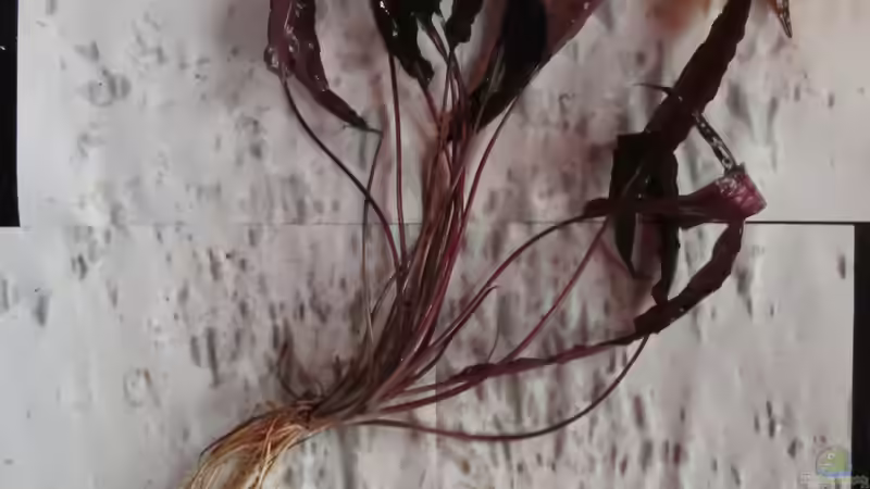 Immer noch ein Geheimtipp:Cryptorcoryne wendtii ???Mi Oya???