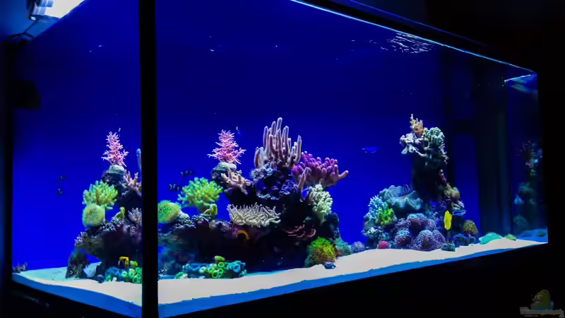 in der Dämmerung... in der Dämmerung...