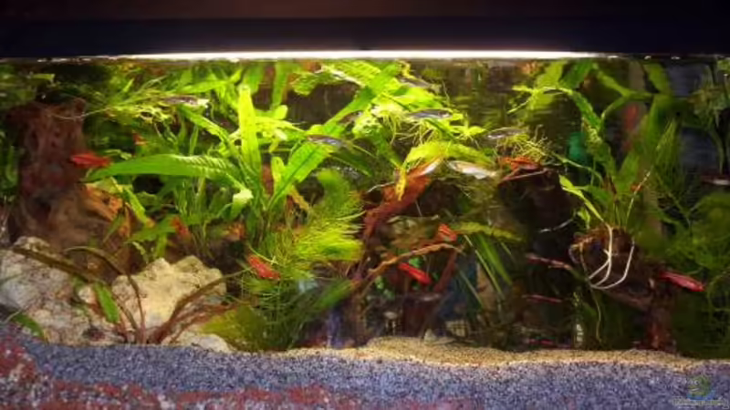 Indien / Sri Lanka - Aquarium Indien / Sri Lanka - Aquarium