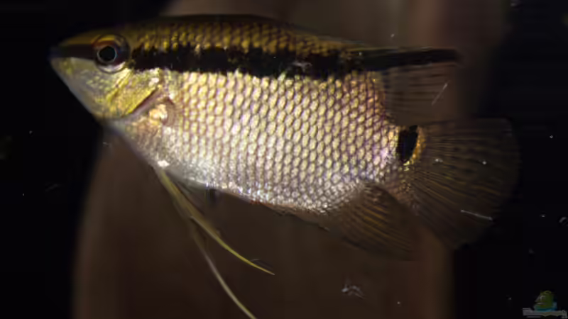 Aquarien mit Mesonauta insignis (Flaggenbuntbarsch)