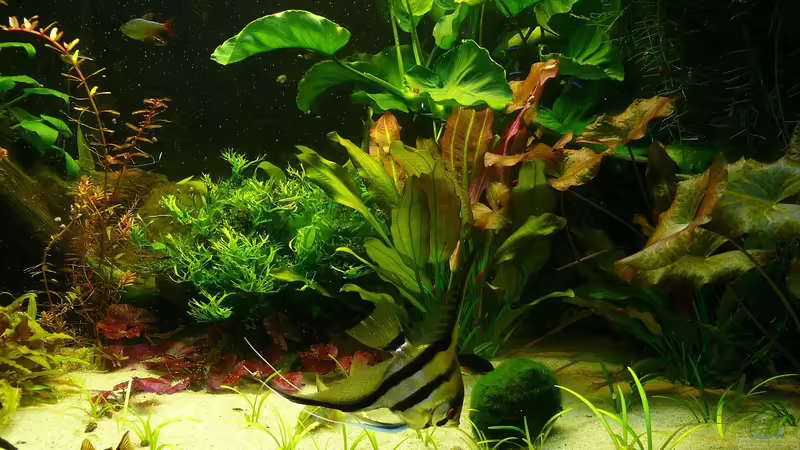 Januar 2012 Januar 2012