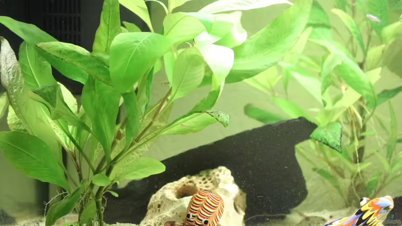 Einrichtungsbeispiele mit JBL CristalProfi i60