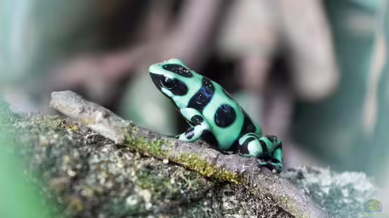 Je bunter, desto giftiger - Was ist dran an diesem Sprichwort