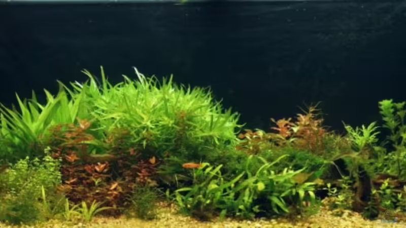 Jenseits von Asia Jenseits von Asia