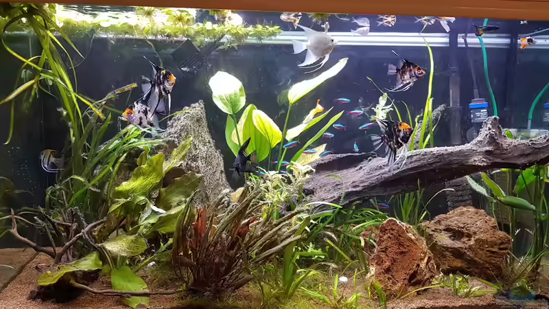 Jetzt mit schwarz - 16.06.2019 Jetzt mit schwarz - 16.06.2019