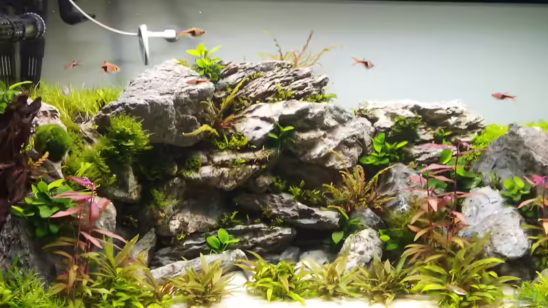 Jetzt nach fast 5 Wochen, es krautet langsam zu. Jetzt nach fast 5 Wochen, es krautet langsam zu.