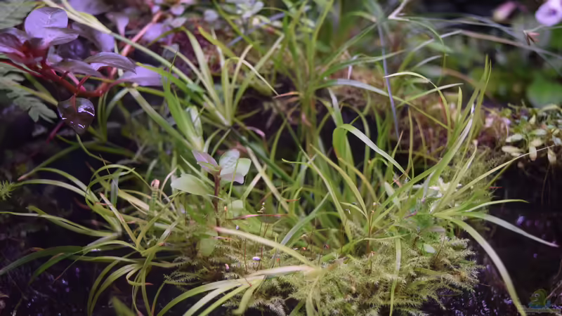 Juncus repens im Aquarium (Einrichtungsbeispiele mit Kriechende Binse)