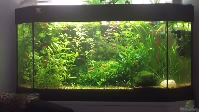 Juwel Delta 180l offen Juwel Delta 180l offen