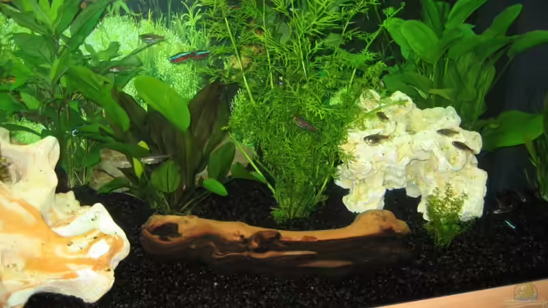 Juwel RIO 180 Gesellschaftsbecken Juwel RIO 180 Gesellschaftsbecken