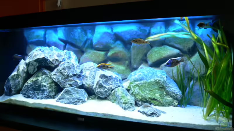 Juwel Rio400 Malawi Juwel Rio400 Malawi