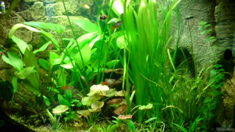 Juwel Trigon 190 Juwel Trigon 190