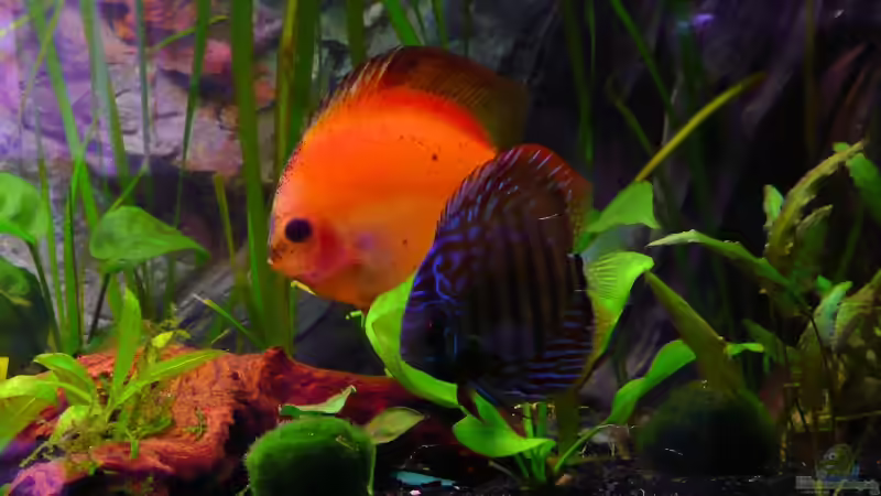 Juwel Vision 450 mit gewölbter Frontscheibe 04.2008 Juwel Vision 450 mit gewölbter Frontscheibe 04.2008