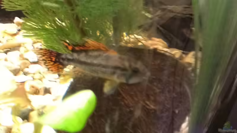 Kakadu (m) Kakadu (m)