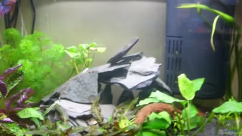 Kampffischaquarium Kampffischaquarium