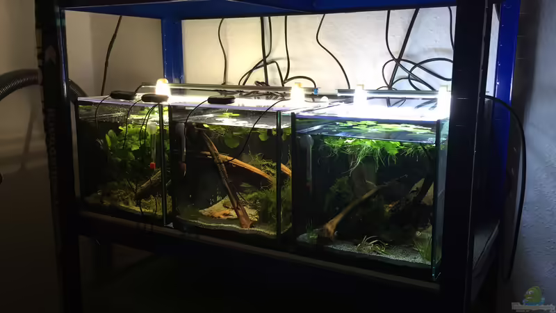 Kampffischstation Kampffischstation