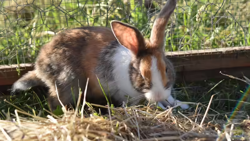 Kaninchen: Woher stammen die beliebten Haustiere?