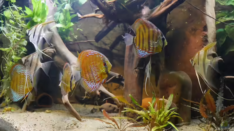 Kann man Diskusfische und Skalare zusammen halten?