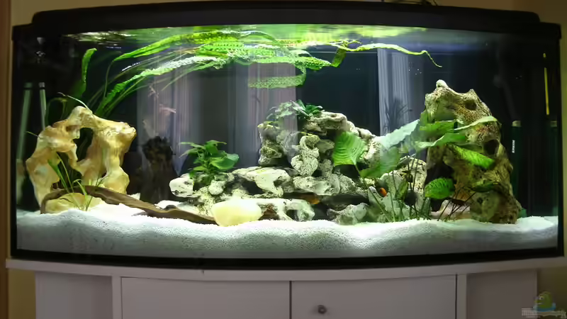 Katzentraum reloaded ;) Katzentraum reloaded ;)