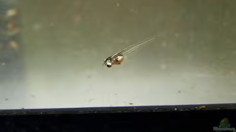 Fütterung mit Artemia Salina (Artemien als Zierfischfutter)