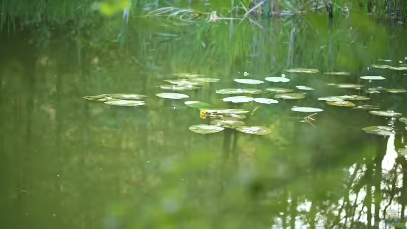Kein Dünger im Uferbereich: Wie Gartendünger dem Teich schadet