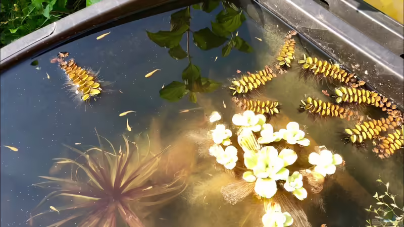 Keine Online-Tierabgabe mehr von privat ??? was passiert jetzt mit den Jungtieren?