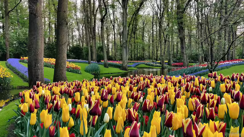 Keukenhof - Niederlande für Garten- und Naturliebhaber: Ein Paradies in Farben