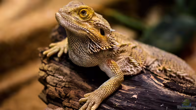 Kinder und Terrarium: Wie kann Verantwortung erlernt werden?