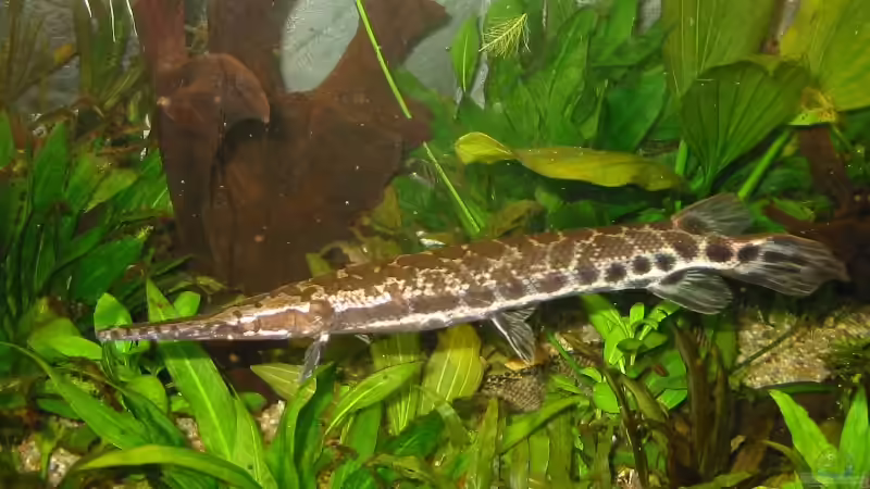 Lepisosteus Arten im Aquarium halten (Einrichtungsbeispiele für Lepisosteus)