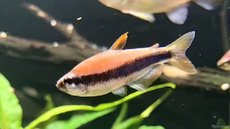 Aquarien mit Inpaichthys kerri (Königssalmler)