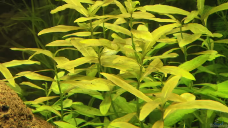 Ammannia gracilis im Aquarium pflanzen (Einrichtungsbeispiele mit Große Cognakpflanze)
