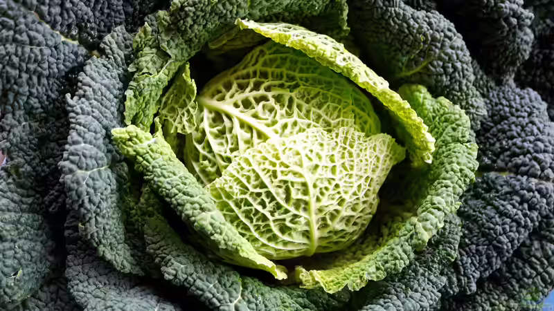 Kohl im Garten anpflanzen: Ein umfassender Leitfaden für Hobbygärtner