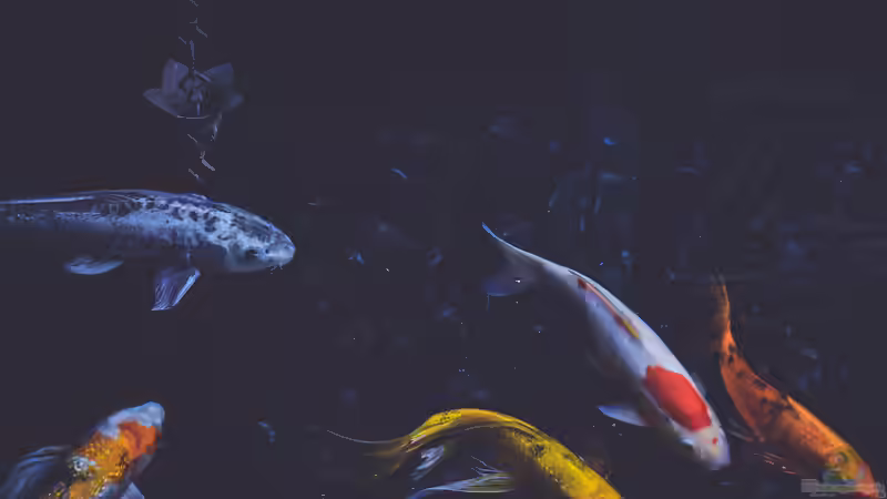 Koi: Das nicht ganz billige Hobby