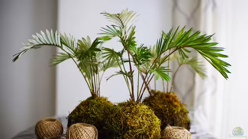 Kokedama - Die japanische Mooskugel als lebendige Gartenkunst
